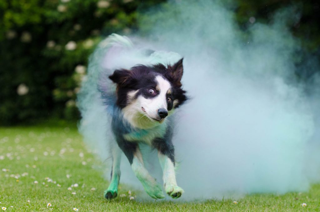 Eukanuba